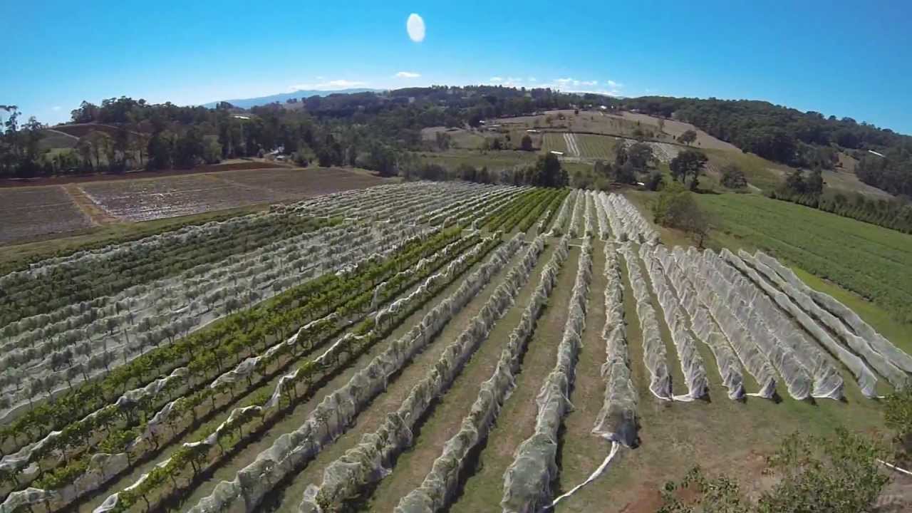 FPV - twisted vine