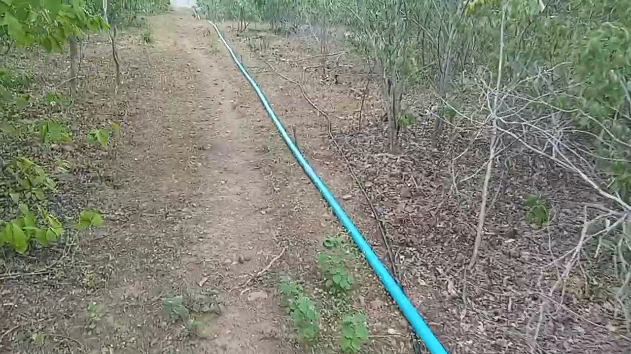 Agro caatinga  2