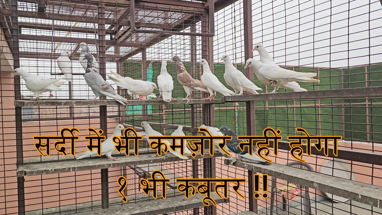 HEALTHY BREEDERS AND CHICKS !! PIGEON CARE IN WINTERS.