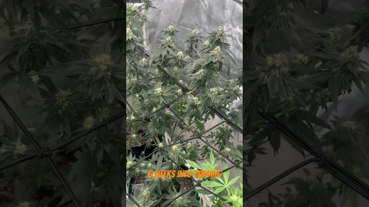 Cannabis growing 6 weeks into budding
