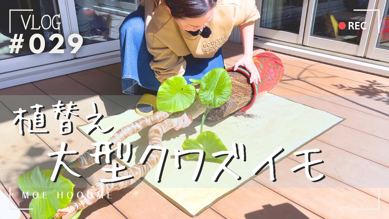 【大型クワズイモ】不調な雰囲気かもしだしてるから〔観葉植物植替え〕動画（Vlog/029）
