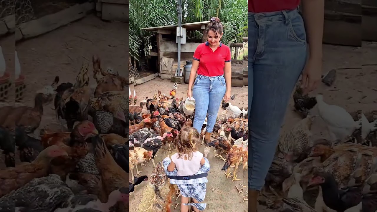 Backyard Poultry Farming: Daily Routine and Feeding Tips #hen #rurallife #villagelife #farm