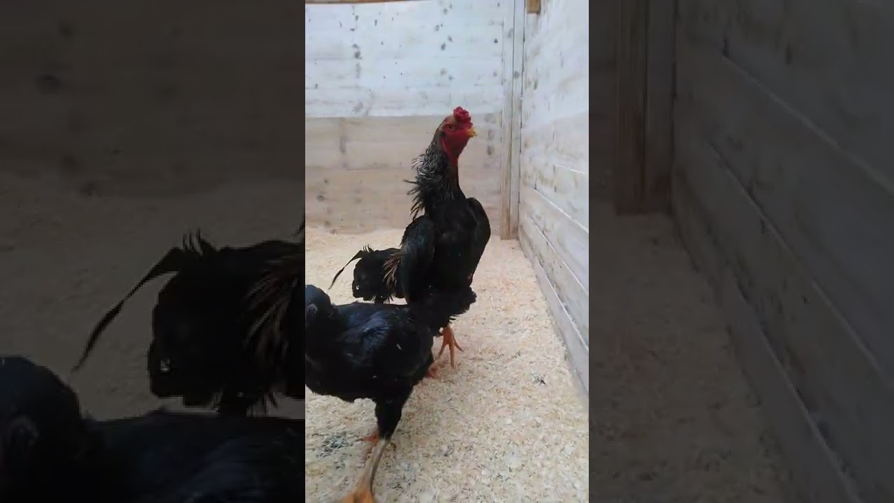 o shamo and Taiwan birds