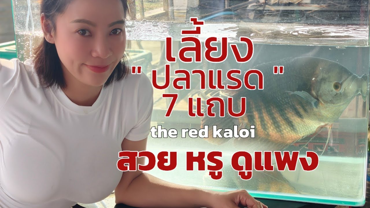 Красная семиполосая рыба-носорог из Индонезии. Крупные экземпляры в Таиланде стоят десятки тысяч ...