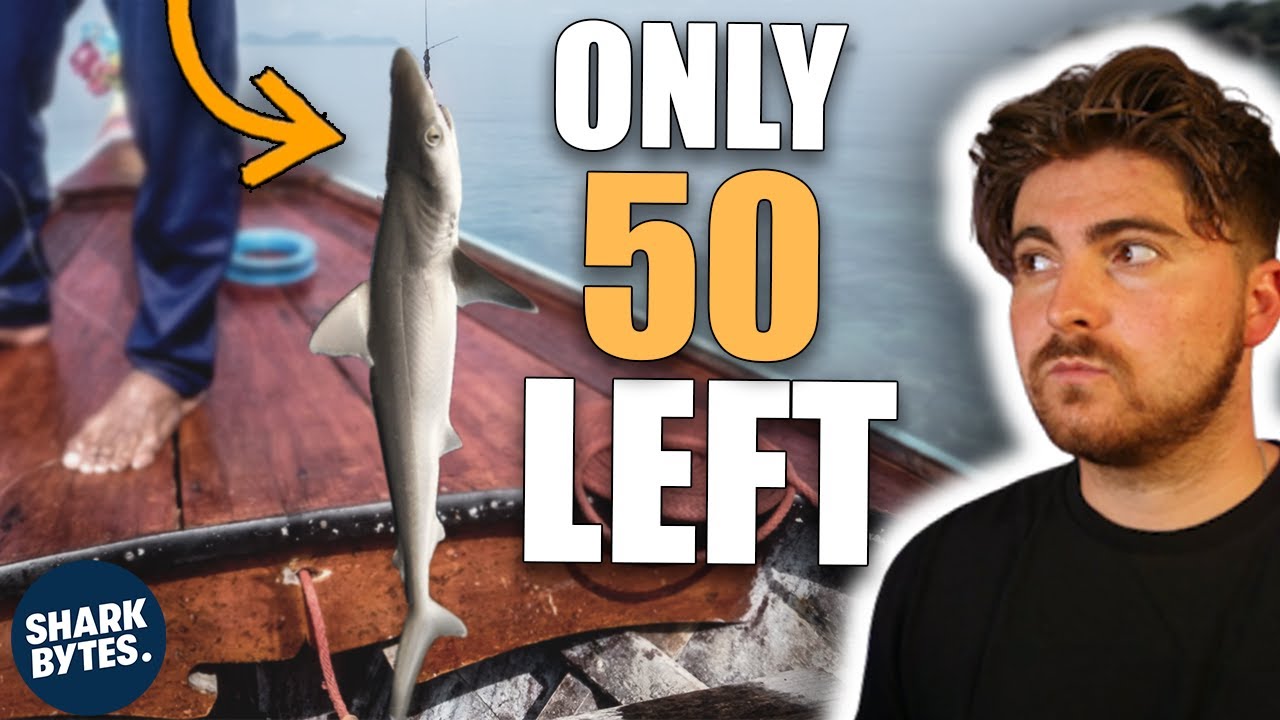 This Shark Is About To Go EXTINCT