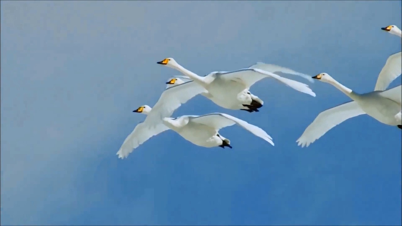 Turning to Peace   -   Paul Schwartz