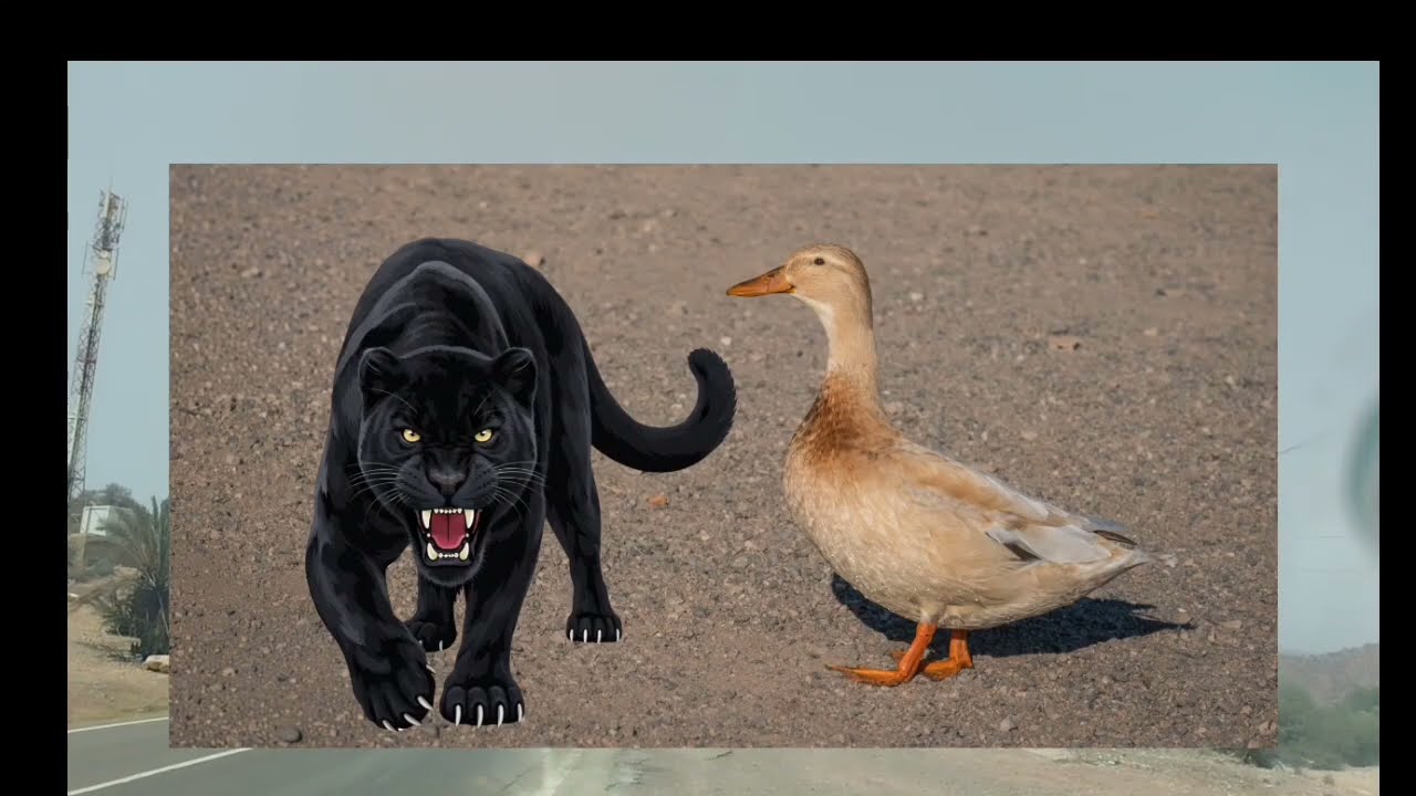 عاااجل فيديو 🚨 صادمة...