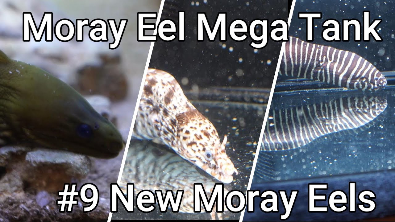 Moray Eel Mega Tank - 09 - New Moray Eels