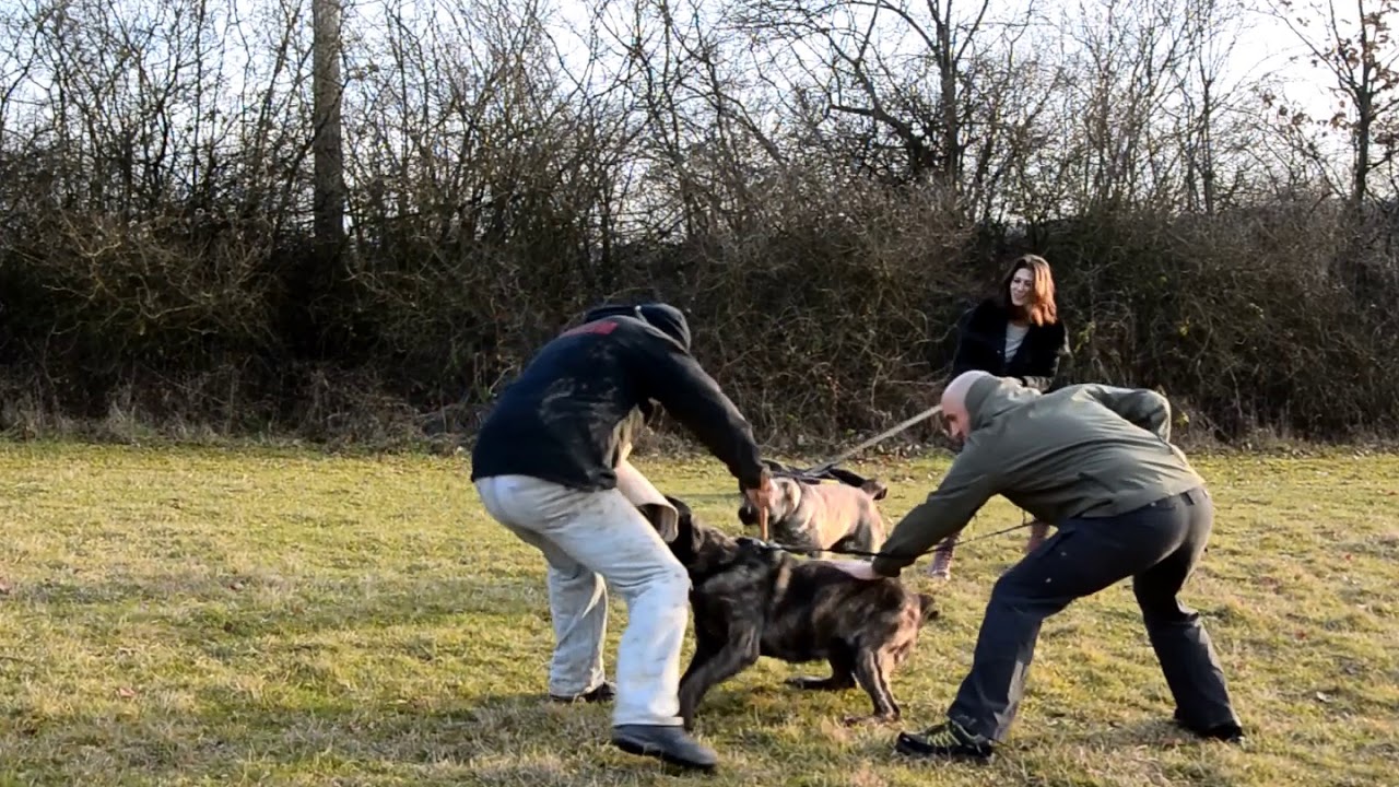 Serbian defense dog Alegra and Tira -LAda