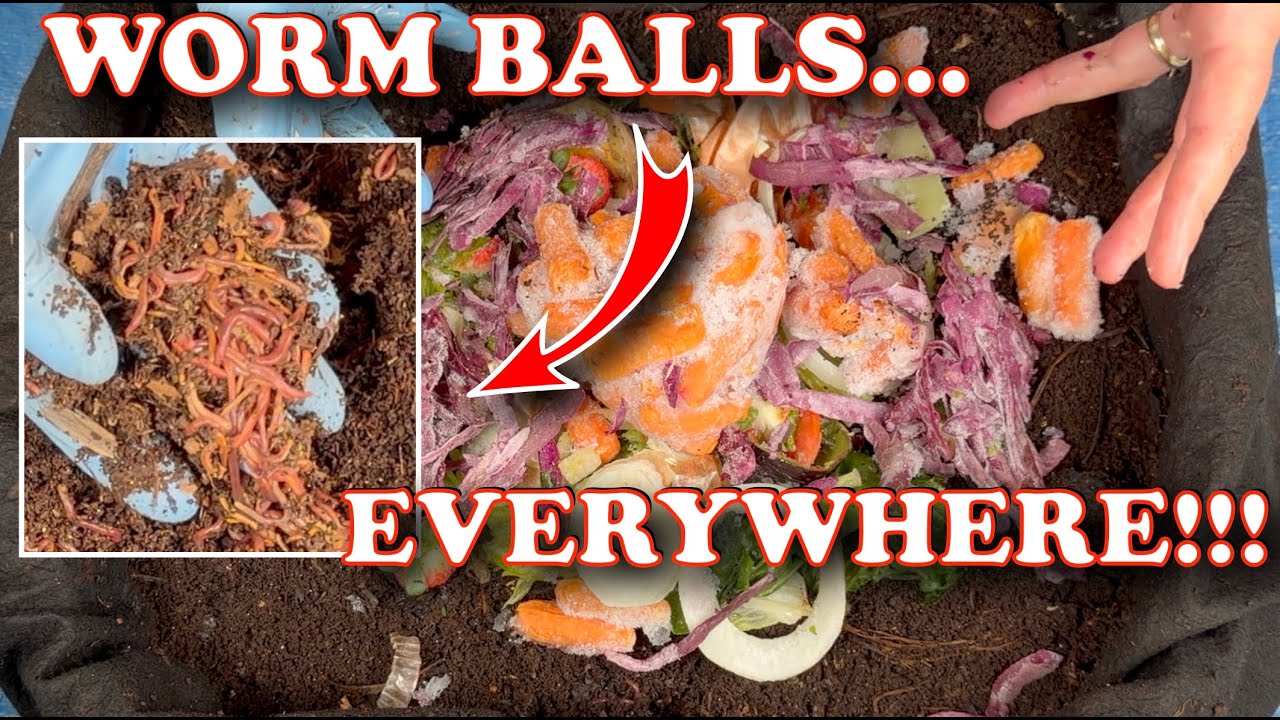 80 Days in My Outdoor Worm Bin… WORM BALLS Everywhere! Should I Harvest?! | Vermicompost Worm Farm