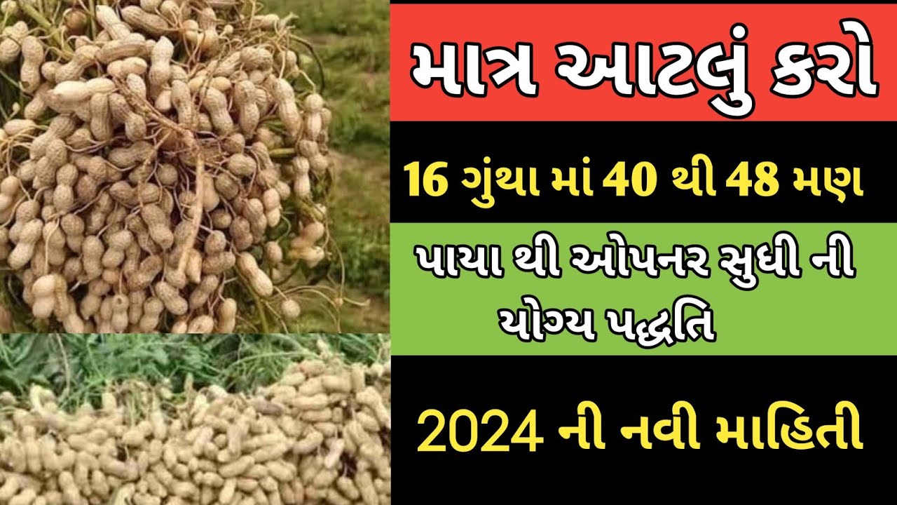મગફળી માં માત્ર કરો આટલું અને મેળવો 40 થી 48 મણ ઉત્પાદન 2024 ની પદ્ધતિ | Ravi Kotadiya
