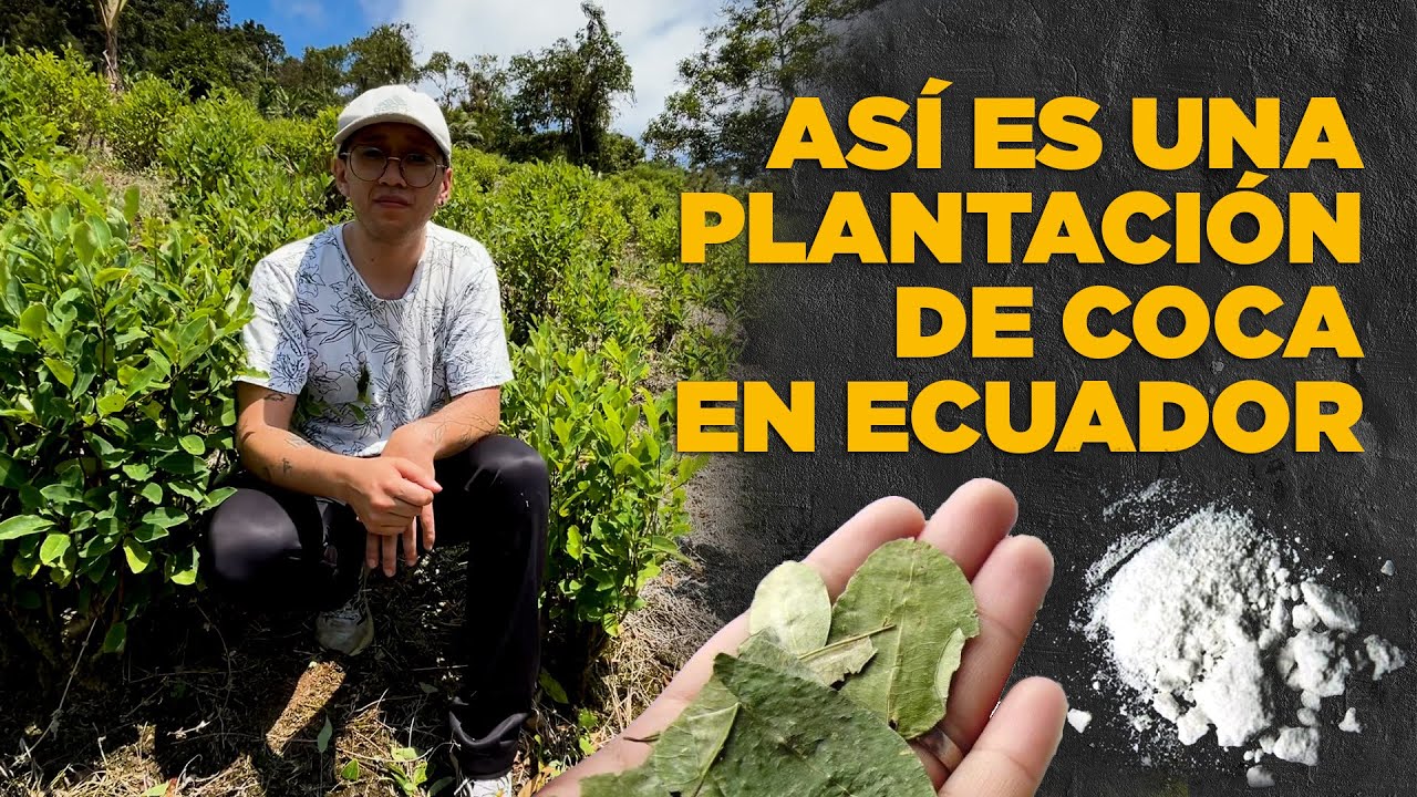 Así son las plantaciones de coca en Ecuador | Laboratorio de droga