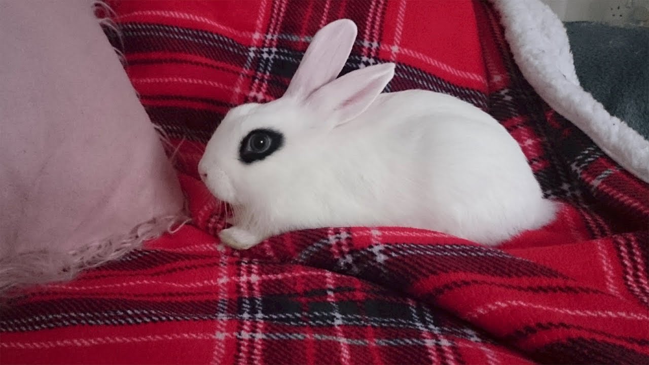 Meet our new bunny Snowy!