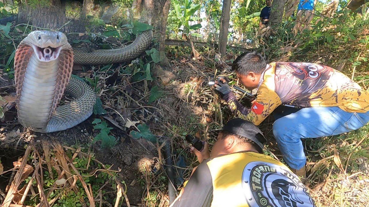 MABANGIS NA COBRA INUBOS ANG KAMANDAG SA GALIT