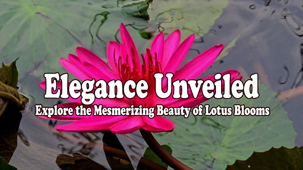 "Elegance Unveiled: Explore the Mesmerizing Beauty of Lotus Blooms"