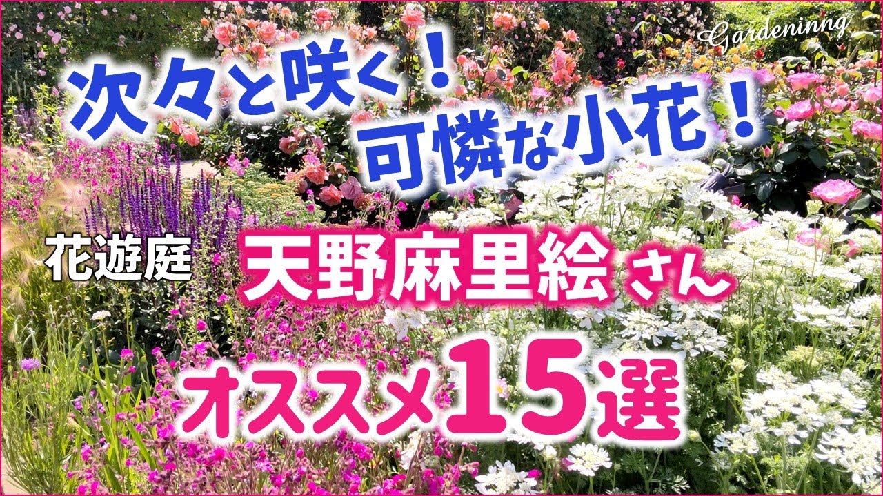 【ガーデニング】春にぴったりの次々と咲く可憐な小花！天野麻里絵さんオススメ15選！ 「花遊庭」・あしかがフラワーパーク・代々木公園・中之条ガーデンズ・PW・PWガーデン・ハクサンHakusan