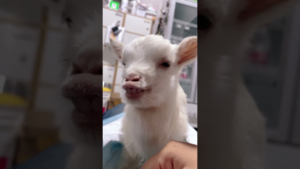 Funny goats 🐐