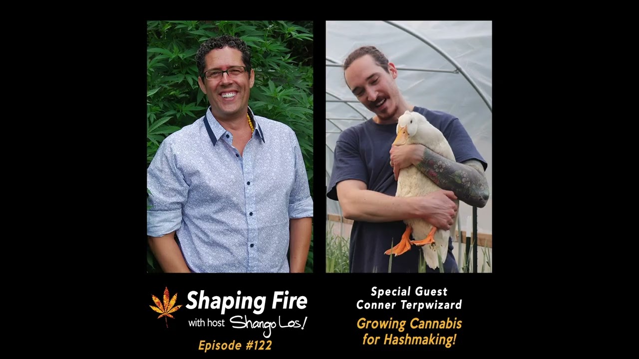 Shaping Fire EP122 Growing Cannabis for Hashmaking with guest Conner Terpwizard