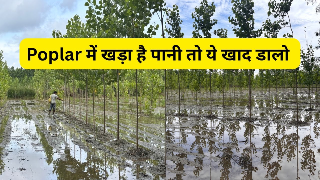Poplar में खड़ा है पानी और पते हो रहे है पीले  तो ये खाद  डाले 