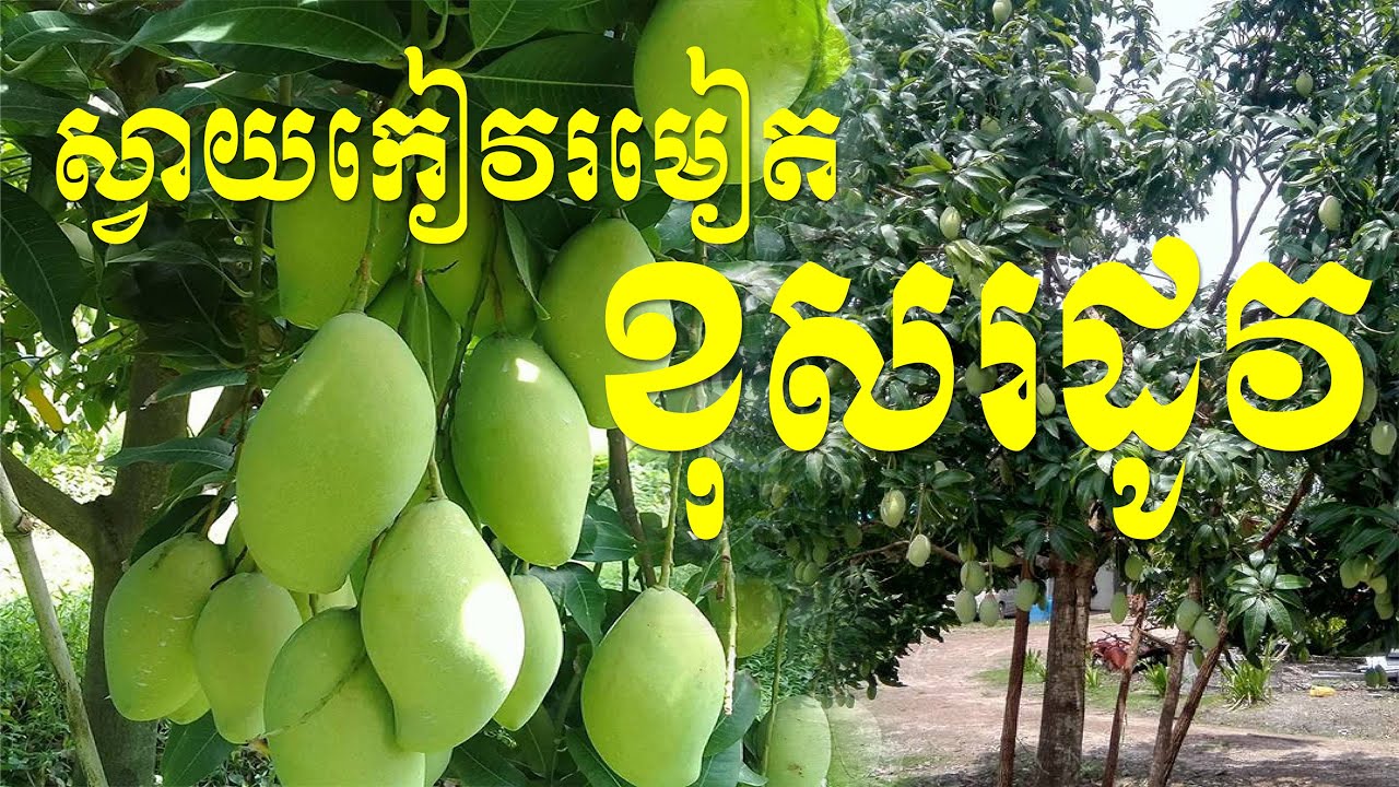 ស្វាយកែវរមៀត ខុសរដូវ