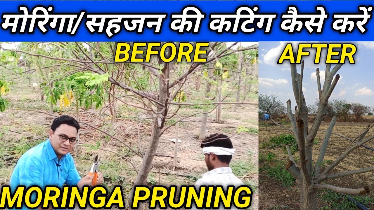 MORINGA PRUNING | मोरिंगा सहजन की कटिंग कैसे करें | HOW TO PRUNE MORINGA TREE