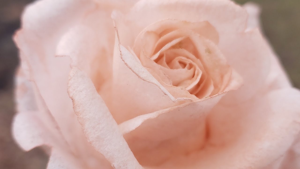 Aprenda fazer: a base perfeita para sua ROSA COMESTÍVEL, flor de açúcar ou flor de papel de arroz