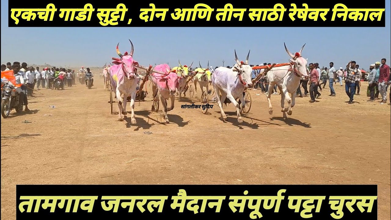 तामगाव जनरल ३१,००० | १ स्टार वश्या- भुजार नाग्या २ वाळक बैज्या ३ भिलवडी किरण्या - गुलब्या | sudip 