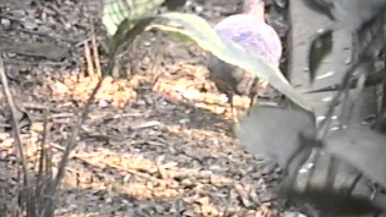 UNDULATED TINAMOU vocalizing (CRYPTURELLUS UNDULATUS), JAÓ, ZOO SÃO PAULO, O canto do Jaó.