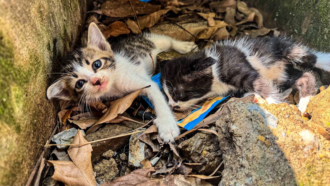Rescue Mission: From Weak to Thriving, Saving Starving Kittens in Need | Cat Care Guide