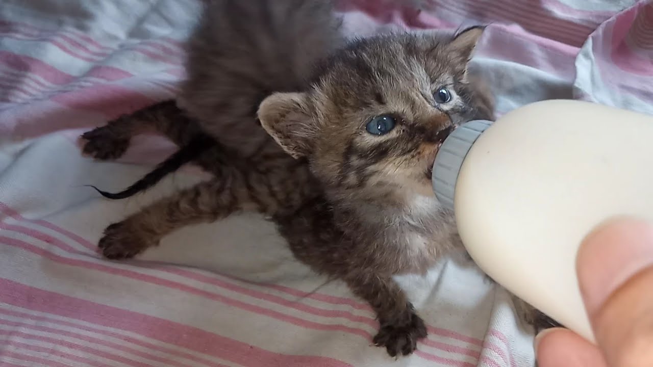 Rescue Orphan Kittens Growing Hungry | Cute Kittens Fighting for Milk Bottle