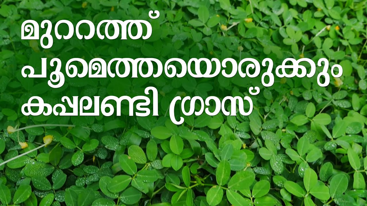 പുല്‍ത്തകിടിയൊരുക്കാന്‍ വിവിധ തരം പുല്ലുകള്‍ | Lawn Grass Laying