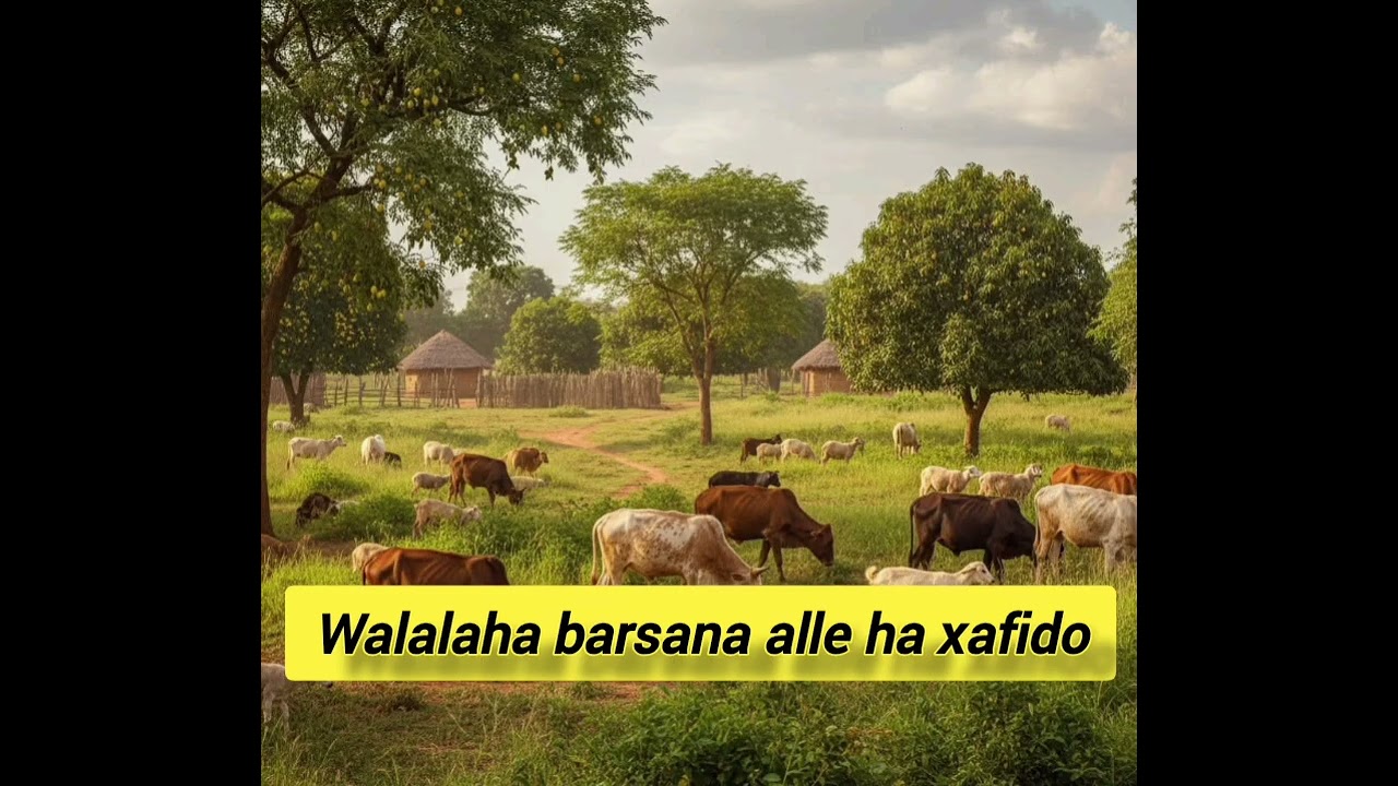 Shirib barsana curudka gaal jecel
