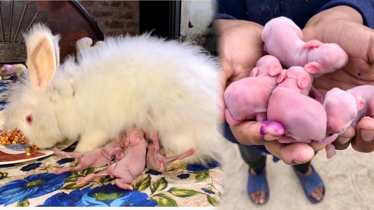Baby rabbits or a gay 