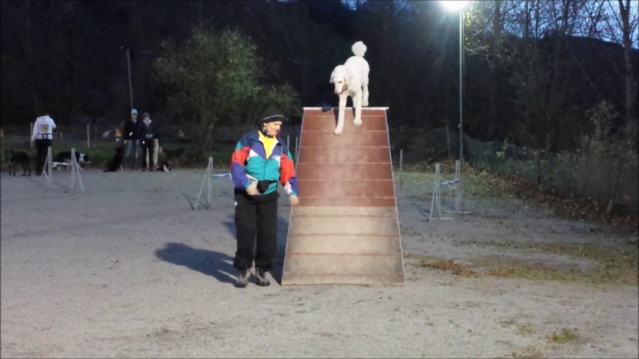 Agility-Training im F&ouml;hnsturm