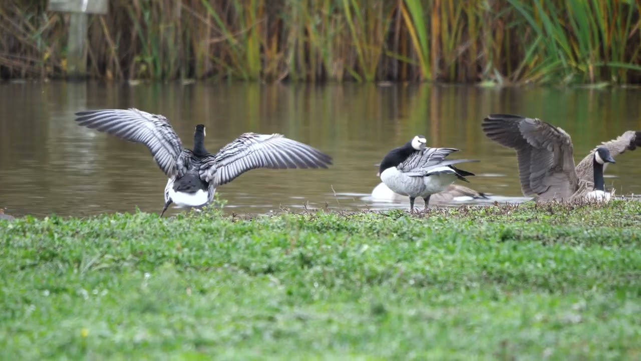 Barnacle Goose seen at Sandwell Valley RSPB 09/11/25