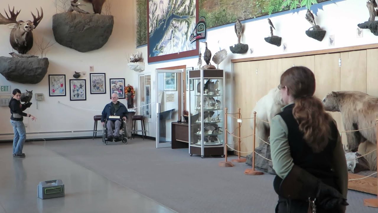 Flight Training a Eurasian Eagle Owl