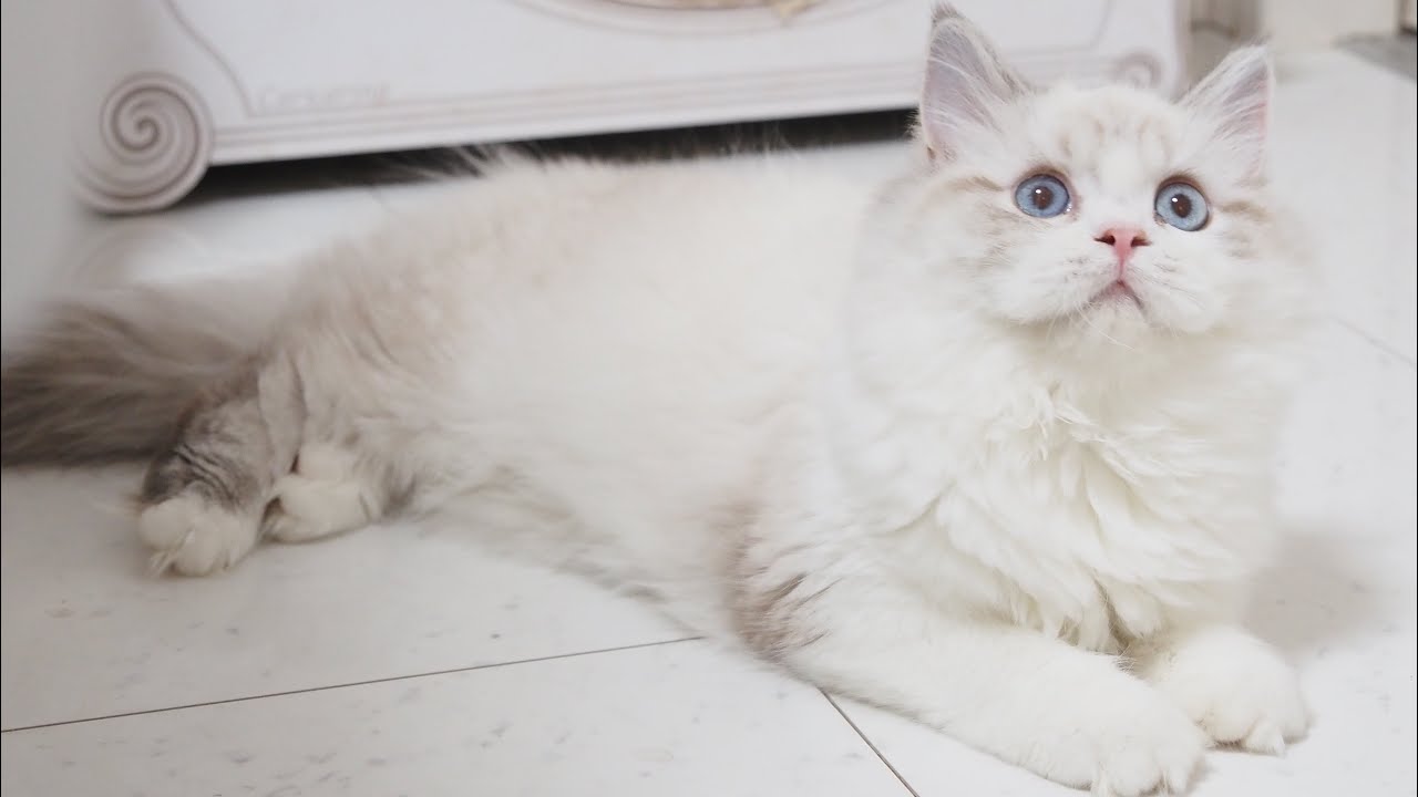 Scottish Straight Longhair Female with Seal Tabby Point & White