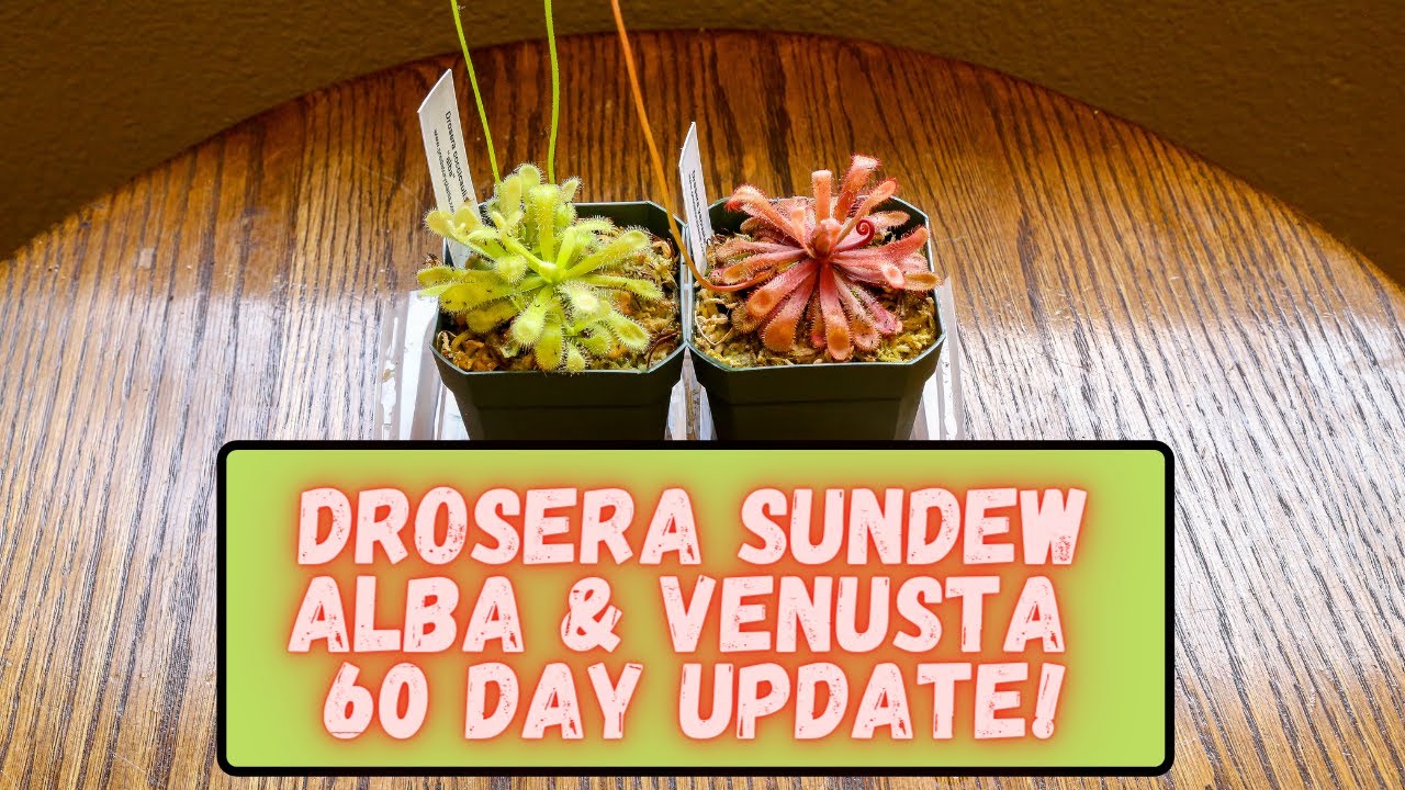 Sundew 60 Day: Update Drosera Alba Coccicaulis & Drosera Venusta Growing Flowers & Getting Big!
