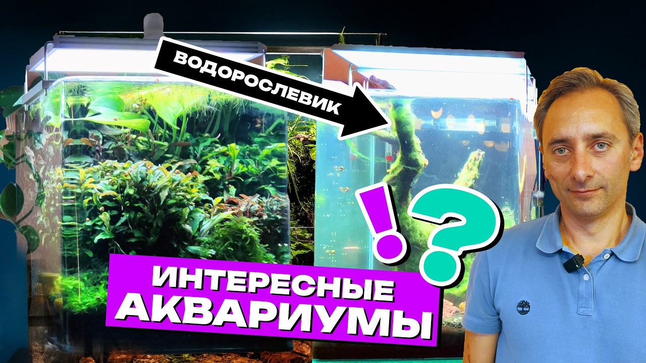 ИНТЕРЕСНЫЕ и КРАСИВЫЕ АКВАРИУМЫ которые вы точно  не видели! Водоросли в аквариуме! Пиявки! 4K
