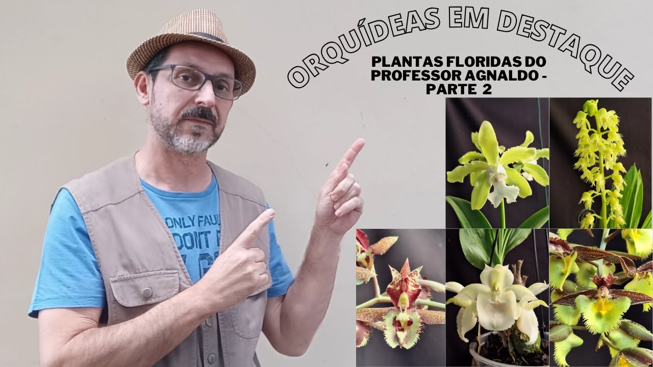 ORQUÍDEAS em DESTAQUE - Apresentação ORQUÍDEAS floridas do orquidário do Professor Agnaldo 2