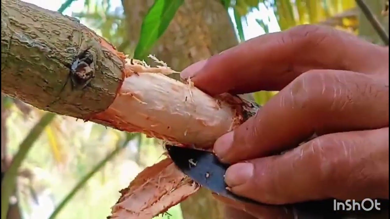 Panduri Mango Plant Grafting 