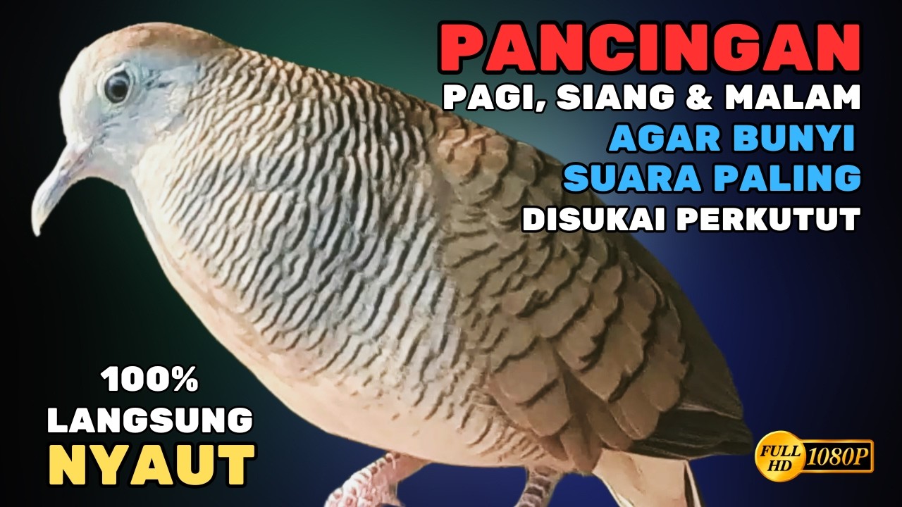 Suara Burung Perkutut Lokal Gacor Paling Disukai | Pancingan Handal Agar Cepat Nyaut Bunyi - V64