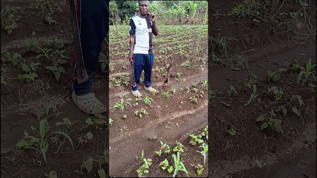 Watch why contour ploughing is the best Sustainable farming system in curbing soil erosion.