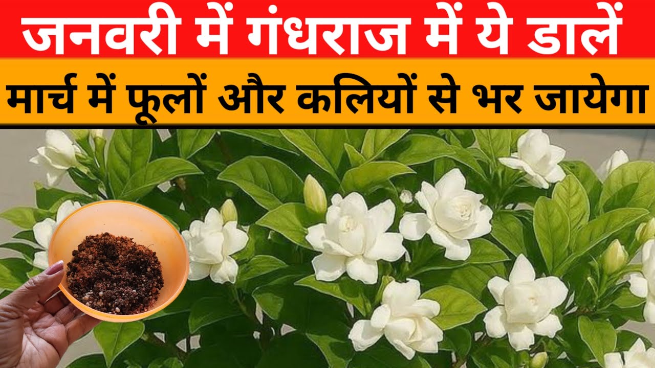 गंधराज में एक बार ये चीज़ डालें और फूल देखें/पत्तियां पीली नहीं पड़ेगी/गमले में लगाने का सही तरीका