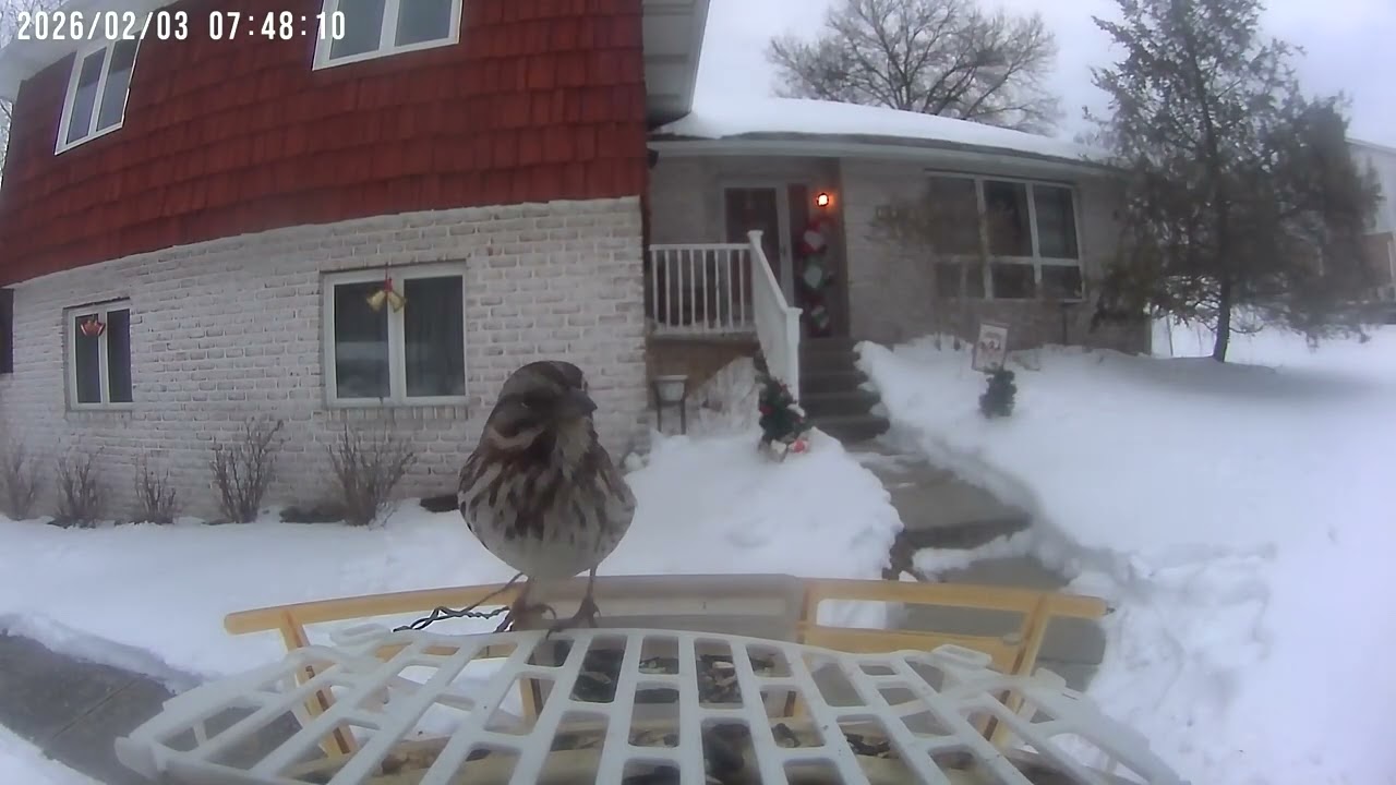 Daily Birdwatching - Netvue Birdfy Birdfeeder Cam - February 3, 2026