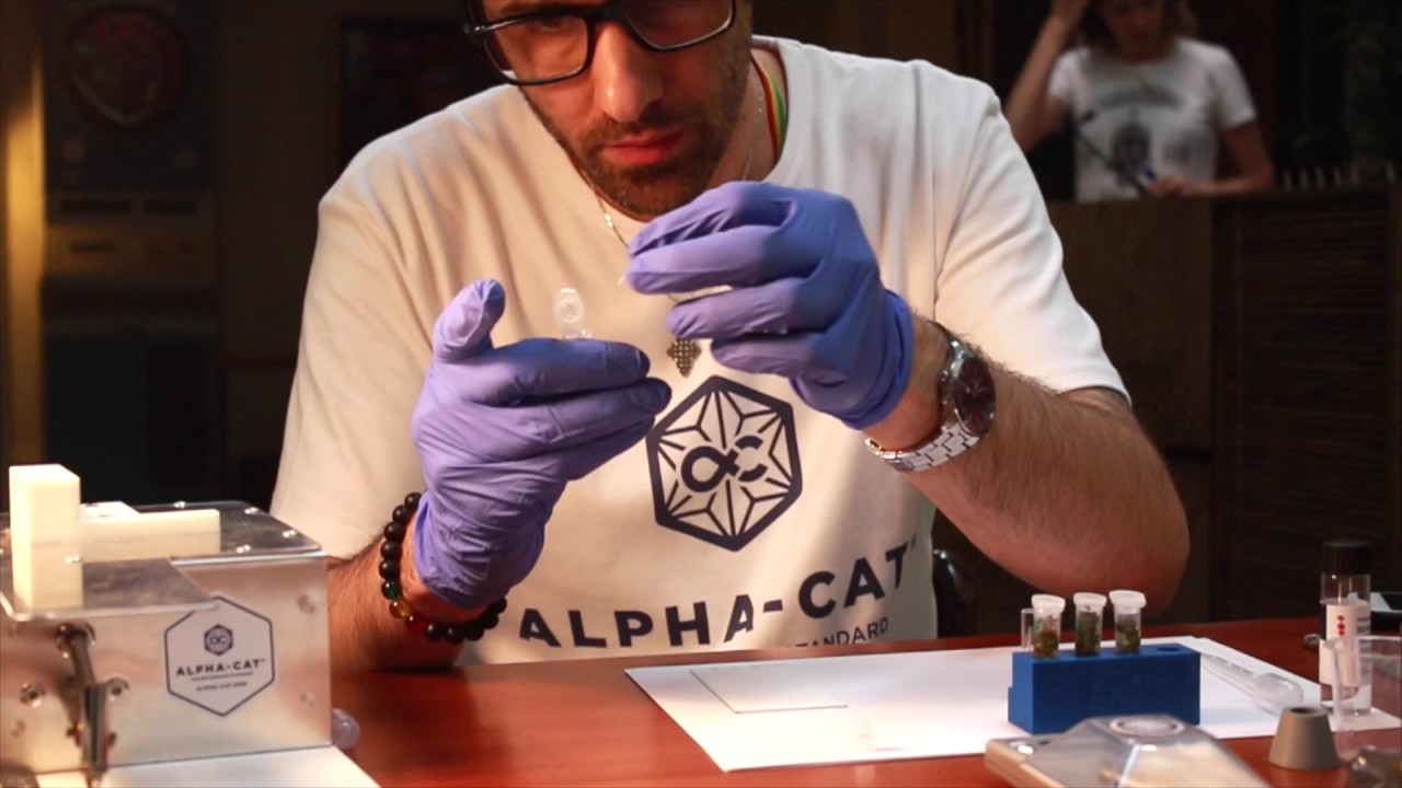 HQ x Alpha-Cat