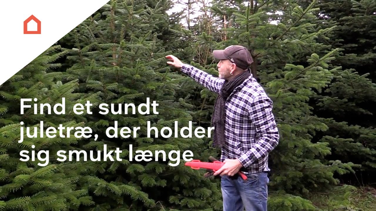 Find et sundt og flot juletræ
