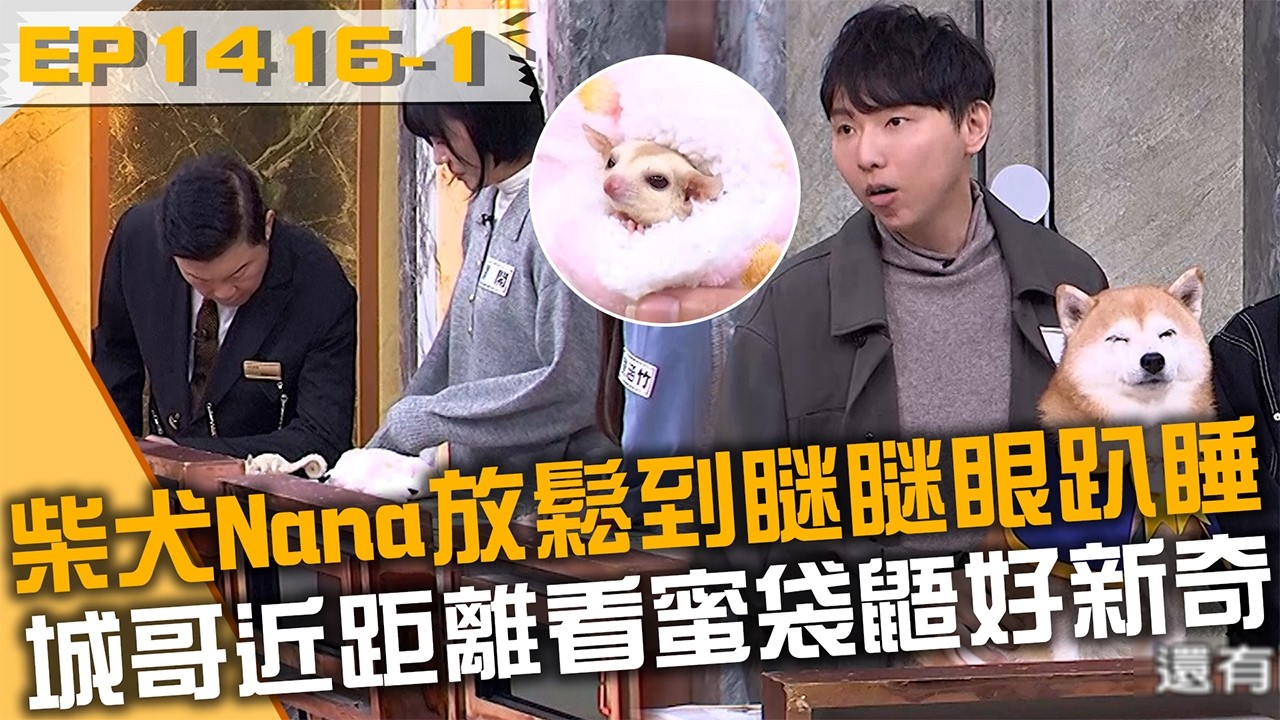 柴犬Nana放鬆到瞇瞇眼趴睡！城哥近距離看蜜袋鼯好新奇！20260211 曾國城 開開 劉涵竹 Part1 EP1416【全民星攻略】