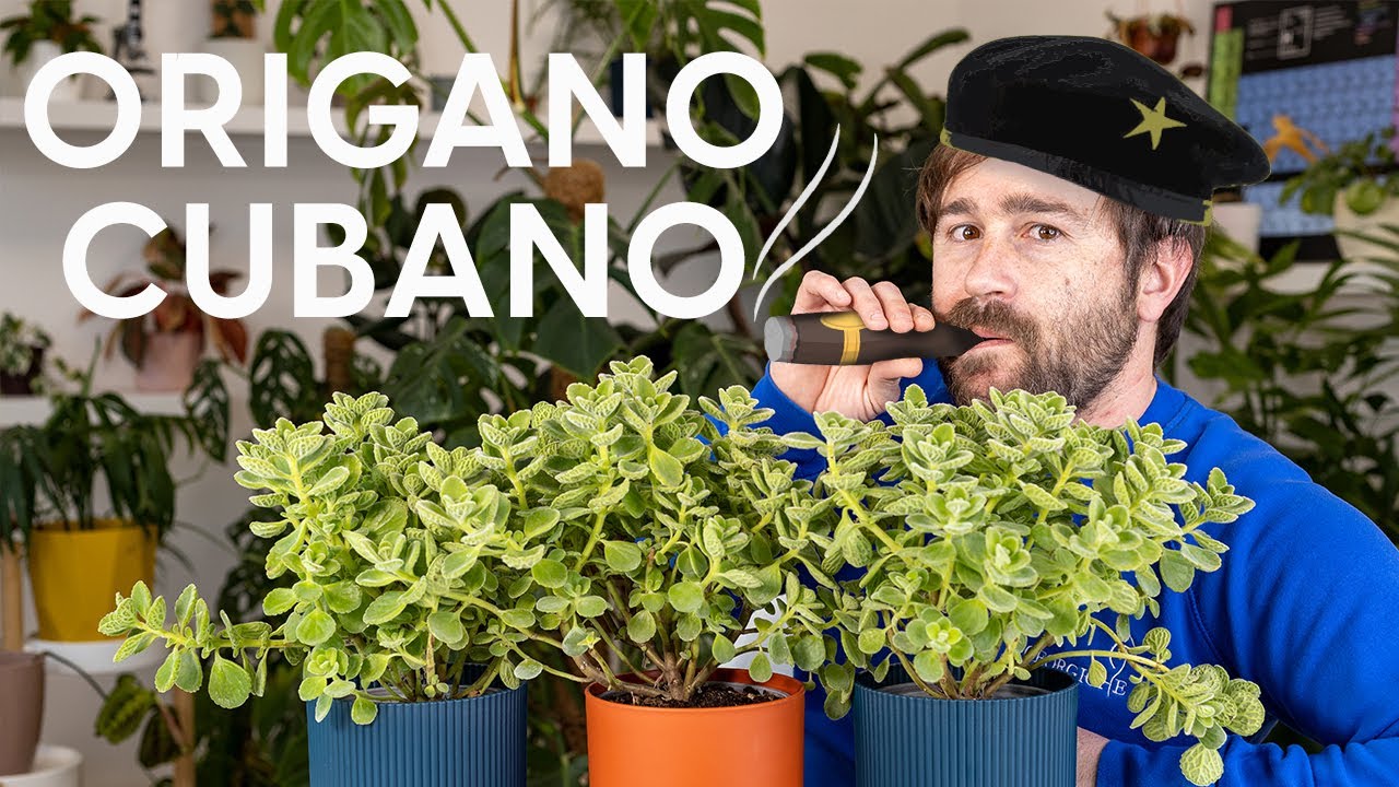 Lo strano caso dell'Origano cubano!