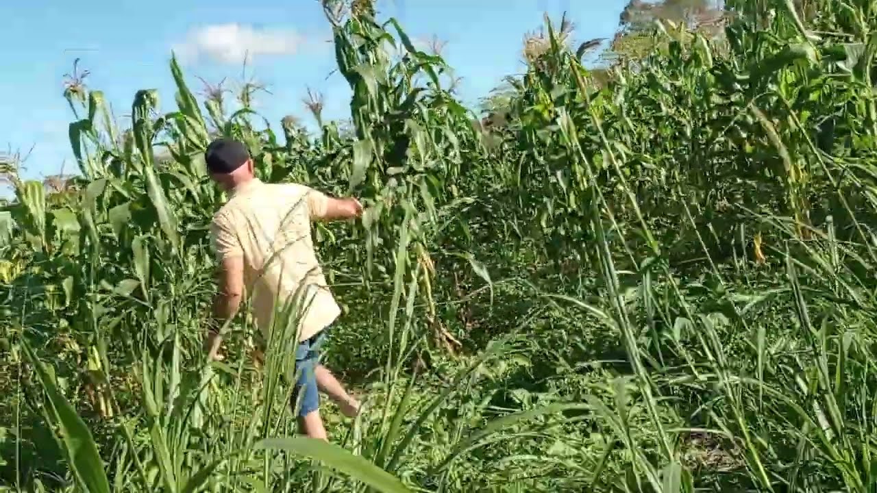 Milharal na fazenda e touro
